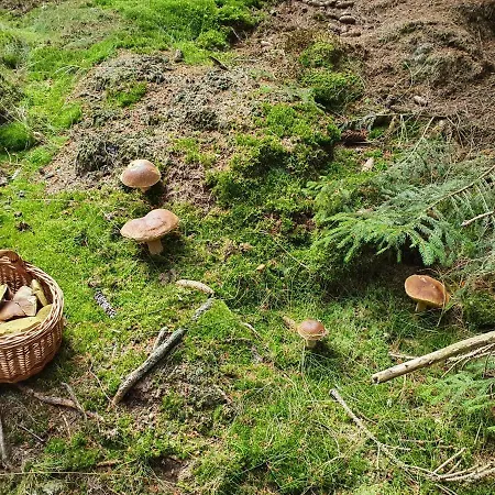 Nautical Vysoka Pec (Chomutov)